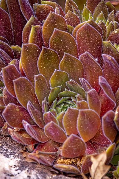 Jaynes Gallery 아티스트의 USA-Colorado-Fort Collins Succulent plant close-up작품입니다.